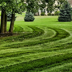 Lawn Mowing Services